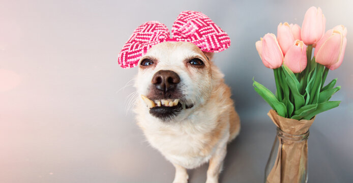cute  dog puppy smiling, pink bow on his head with a bouquet of tulip flowers on a gray background	
