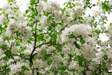 Photo of Blossoming Tree Apple Brunch with White Flowers on isolated
