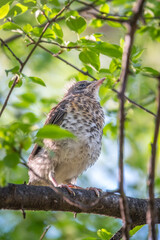 A fieldfare chick, Turdus pilaris, has left the nest and is sitting on a branch. A chick of fieldfare sitting and waiting for a parent on a branch.