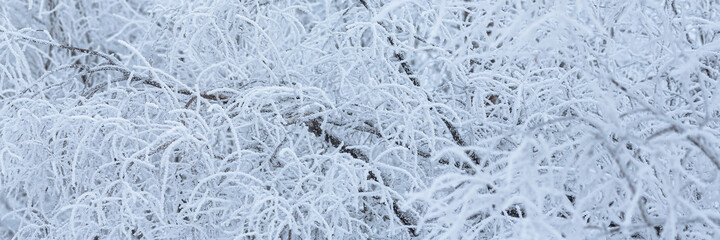 Snow and rime ice on the branches of bushes. Beautiful winter background with trees covered with hoarfrost. Plants in the park are covered with hoar frost. Cold snowy weather. Cool frosting texture.