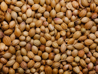 Coriander Seeds close up macro isolated on white. Image suitable for restaurants, supermarkets, wholesalers, resellers coriander seeds products or health products based on coriander seeds.