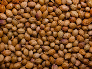 macro shot of  large Indian coriander ideal food and spice background, top view