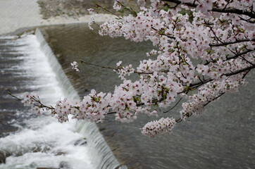 Sakura over Kamogawa, Kyoto