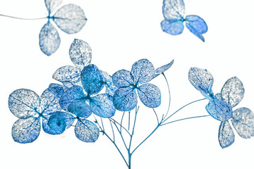 dry flowers close up in the detail isolated on a white background