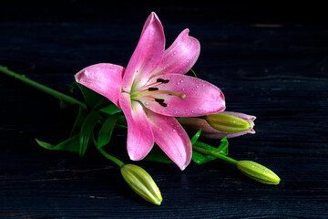 Pink, delicate, decorative lily (Lilium) with buds close-up