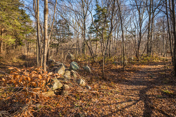 USA, Massachusetts, Cape Ann, Gloucester. Dogtown Commons, forest around the ruins of the oldest settlement on Cape Ann.