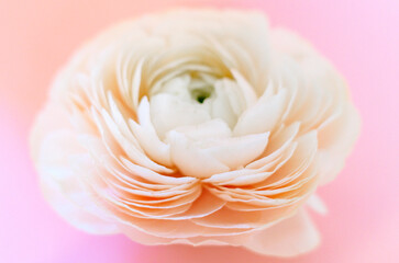 delicate pastel colored ranunculus flower on a pink background
