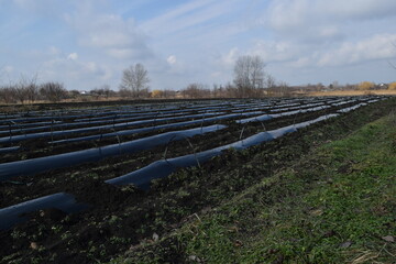 Plants under black polyethylene in a large vegetable garden.
