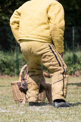 Fototapeta premium berger belge malinois en ring 