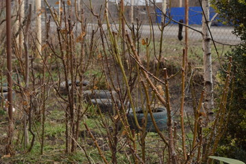 Rose bushes waiting for spring.