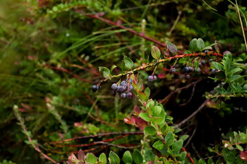 andean blue berry eith green background