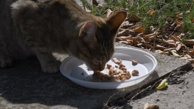 Brown Furry Cat Eating Food From White Plastic Plate On Ground. Head Of Hungry Tabby Cat Biting And Chewing Meat Food. Starving Cat Closeup