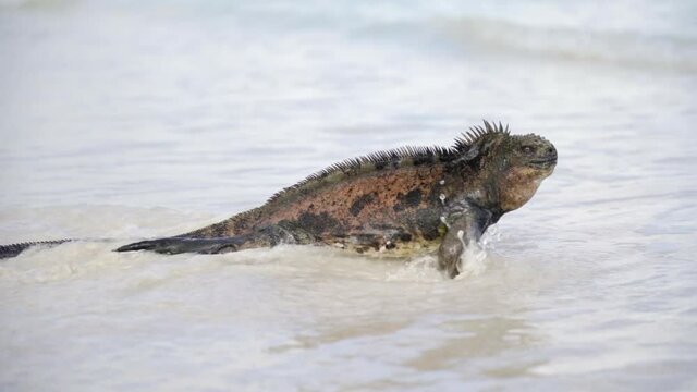 Slow Motion: Marine Iguana Splashes Across Gentle Surf Towards Deeper Water