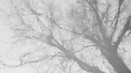 Reflection of a tree in the water