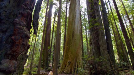 Redwood forest