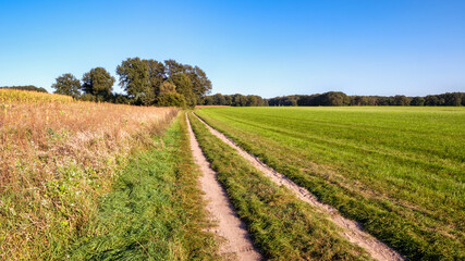 Fototapeta na wymiar Sun is setting at Walking trail in a beautiful Dutch farm landscape that leads along green fields and small forests, .located near the small village called Vasse in the Eastern Netherlands near the Ge