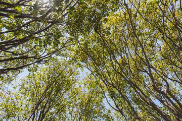 Tree branches full of leaves in spring, the green color predominates in the sky