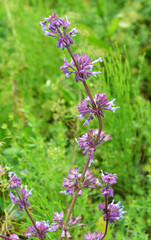 In nature, the blooms Salvia verticillata