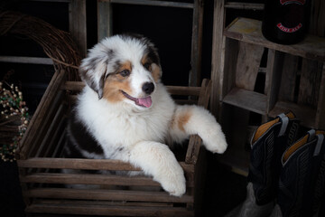 Fototapeta na wymiar Cute Australian shepherd puppy in vintage wooden box