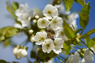 blooming pear tree and bees in spring