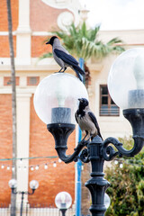2 curious crows sit on a retro lantern  in old city Haafa, israel