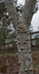 Zanthoxylum clava-herculis, the Hercules' club, Hercules-club, pepperwood, or southern prickly ash showing spiny spikes and corky nubs with wooden fence blurred and bokeh background