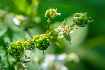 unripe green raspberries growing on a bush. Growing organic berries.