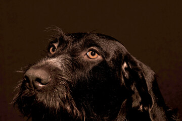 Portrait of a dog is a German hunting breed, German