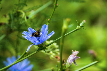 Bumblebee sitting on Blue flowers of Chicory ordinary (lat. Chicory common).