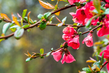 Flowers of henomeles in spring in the garden. Close-up