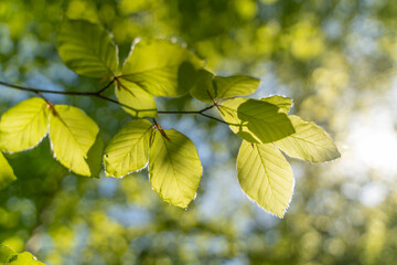 Close up pictures of lush green young leaves on a sunny day in the woods in the beginning of spring, when nature wakes up to bloom with sunlight peeking through the leaves and trees. 