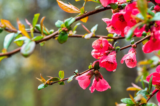 Henomeles Images: Cây hoa gạo hay còn gọi là cây quất với hoa đỏ rực rỡ, tạo nên không khí xuân tươi mới và đầy hy vọng. Hãy xem qua bộ sưu tập hình ảnh Henomeles đầy màu sắc này để cảm nhận sự tươi vui của mùa xuân và hy vọng của những khởi đầu mới.