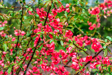 Flowers of henomeles in spring in the garden. Close-up