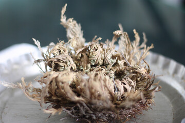 resurrection plant