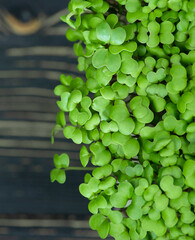 Microgreens, young shoots of arugula on a dark background.