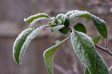 Quince leaves in hoar frost in winter garden