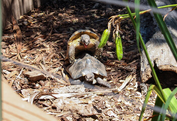 tortoises