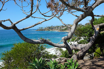 Fototapeta premium The Laguna Beach Shoreline on a bright blue sky day, seen through the limbs of a tree in Heisler Park.