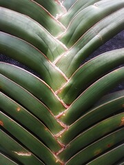 Fototapeta na wymiar leaf background