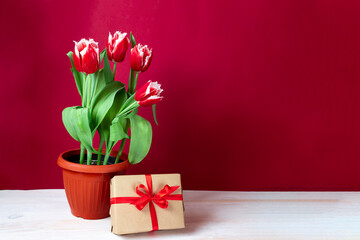 Red-white tulips in a pot with a gift box on a bright red background. Spring flowers background. Postcard with copy space for International Women's Day, Mother's Day.