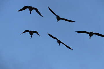 Flock of birds flying back to their nest at sundown during the summer