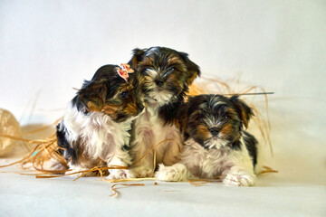 Little puppies sit together in threesome. Decoration with dogs and straw. A family of small pets. High quality photo