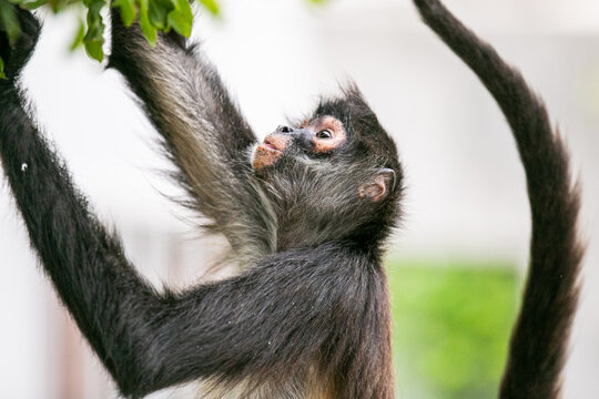 Ateles 画像 参照 1,086 Stock 写真、ベクターおよびビデオ Adobe Stock