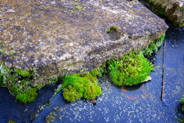 Light green moss growing near an old tile after rain.