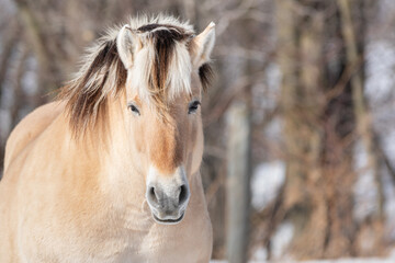 Obraz premium A horse close up of face with wood background