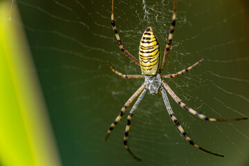 Big spider wasp on a green background