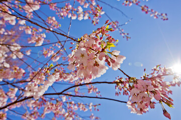 バンクーバー満開の桜ズームアップと青い空