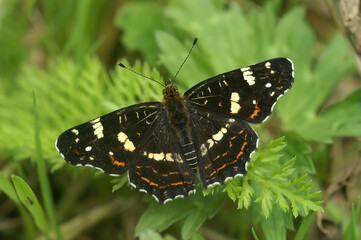 Close up of the map butterfly , Araschnia levana posed on a green leaf