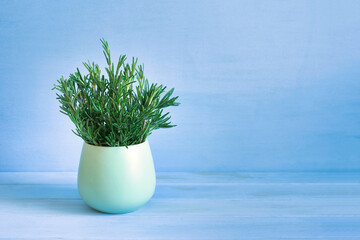Rosemary bouquet on blue wooden background with copy space.
