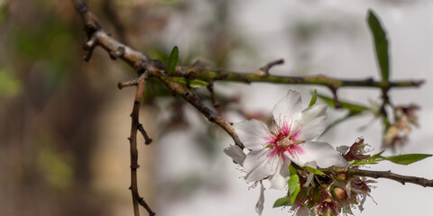 almond blossom in spring